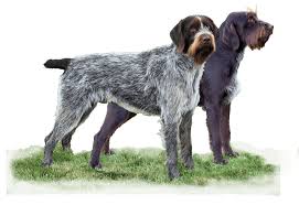 Image result for český fousek stavba těla