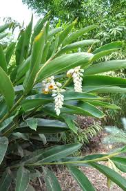 Variegated shell ginger, alpinia zerumbet 'variegata'. Alpinia Zerumbet Cream Shell Ginger 180mm Pot Tropical Landscaping Tropical Garden Design Tropical Plants Outdoor