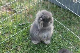 I Nostri Conigli Allevamento Conigli Nani Arieti Roma Sweetfuzzylop Benvenuti Animals Rabbit Bunny