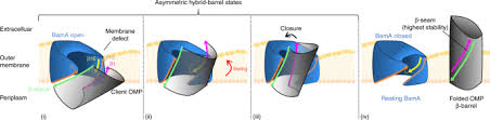 Bama ® ретвитнул(а) kristen saban setas. Bacterial Outer Membrane Proteins Assemble Via Asymmetric Interactions With The Bama B Barrel Nature Communications