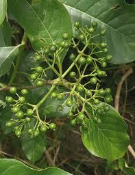 Image result for Pavetta sp. D