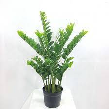 Ficus bonsai tree bonsai tree types indoor bonsai tree bonsai art bonsai plants bonsai garden ficus microcarpa jade tree bonsai styles. China Indoor Decoration Plants Artificial Plant Tree Bonsai Money Tree Artificial Plants China Indoor Decoration Plants And Artificial Plant Tree Bonsai Price