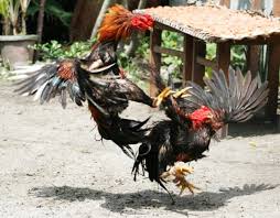 Cara agar ayam cepat bertelur banyak. Cara Merawat Ayam Jago Bangkok Aduan Yang Baik Alihamdan Id