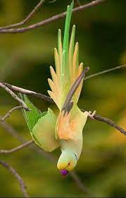 flightsoffancybirds unique images of birds you will love 7 colorfulbirds papaganlar vahsi hayvanlar guzel kuslar