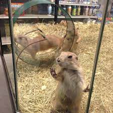 We all want the best for our pets! All Around Austin Exotic Pets North Burnet 9327 Burnet Rd