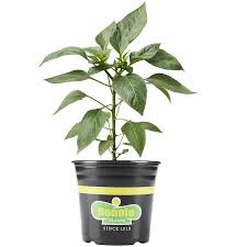 Clone a bell pepper plant. Bonnie Plants 1 Gallon In Pot Gypsy Pepper Plant In The Vegetable Plants Department At Lowes Com
