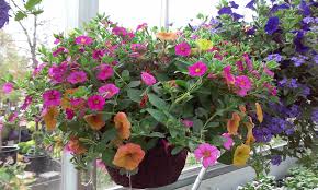 Planting flowers in a hanging basket presents a challenge: Five Plants To Attract More Hummingbirds Sargent S Nursery