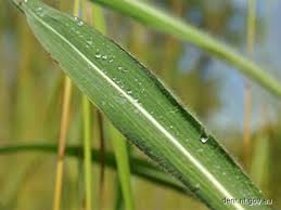 Image result for Andropogon gayanus