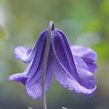 If you don't know aaron wormus, chances are you don't. Eriostemon Clematis Eriostemon Online Kaufen