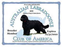 Labradoodle puppies for sale asheville nc. Australian Labradoodle Puppies In Asheville Nc