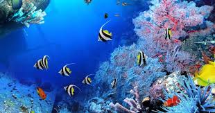 Ini dia 10 koleksi wallpaper pemandangan terbaru yang berhasil di kumpulkan digaleri.com, sebagian berasal dari national geographic sebagian lagi gak tahu yg punya. Wow 30 Gambar Pemandangan Indah Di Dalam Laut Kehidupan Dibawah Laut Pemandangan Di Bawah Laut Download Wallpaper Pemandangan Bawah Fish Pet Aquarium Pets