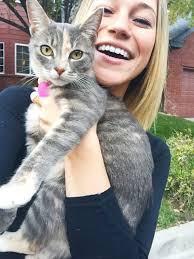 Stray gray tabby cat found in Crimora area since June 2, 2025