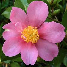 Camellia Sasanqua Hugh Evans Camelia