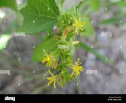 Image result for Triumfetta pentandra