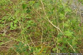 Image result for Tephrosia vogelii
