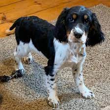 Declaws removed, tails dock, vet checked, wormed, registration papers, puppy packet, toys, food, and a gift from us. Clyde English Springer Spaniel Puppy 622749 Puppyspot