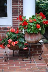 Beautiful Begonias Shade Container Garden Design Container Gardening Flowers Container Flowers