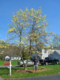 The butterfly japanese magnolia tree is very tolerant of salt water vapor and spray and is often seen in plantings near coastal resorts. Ct Notable Trees On Twitter New Photo Champion Butterflies Magnolia Tree Glastonbury Https T Co Pwzzvhsjd2