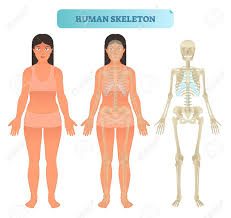The human skeleton is the internal framework of the human body. Full Human Skeleton Anatomical Model Medical Vector Illustration Royalty Free Cliparts Vectors And Stock Illustration Image 100867236