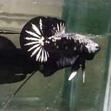 Ikan cupang merupakan spesies ikan tropis, jadi sangat mudah ditemui di daerah asia tenggara dan salah satunya adalah di indonesia. Ikan Cupang Black Samurai Ori Thailand Shopee Indonesia