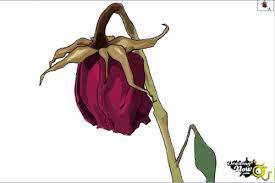50 Easy Ways To Draw A Rose Learn How To Draw A Rose Rose Drawing Tattoo Roses Drawing Drawings