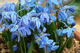 The early spring bulbs need to be planted in the fall in order for them to get the period of cold that is needed for establishing primrose. 10 Award Winning Small Bulbs With Blue Flowers Rhs Gardening
