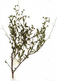 Image result for Hermannia boraginiflora