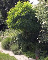 Garten Mit Kugelrobinie Robinie Anpflanzung Gartenecke