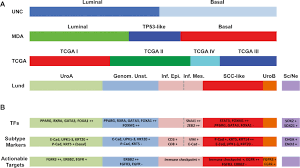 Bladder cancer should have that status as well. On Molecular Classification Of Bladder Cancer Out Of One Many European Urology