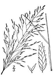 Image result for Eragrostis pilosa