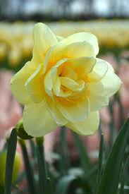 Daffodil Manly Daffodil Bulbs Daffodils Bulb Flowers