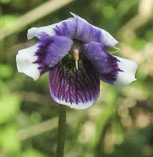 Image result for Viola eminii
