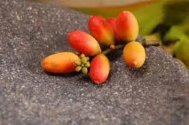 Bahan samping yang dihasilkan tanaman buah selain daripada buah yang merupakan bahan pangan utama. Pengolahan Bahan Pangan Hasil Samping Sayuran Nengrostikawati