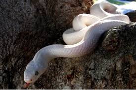 Jul 22, 2021 · snake, (suborder serpentes), also called serpent, any of more than 3,400 species of reptiles distinguished by their limbless condition and greatly elongated body and tail. Rare White Snake Spotted In Udaipur
