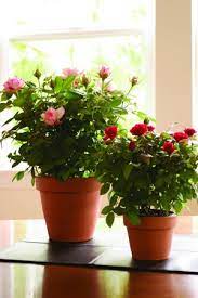 Miniture Roses Hang Potted Ferns From Above And Cover Serving Areas With Natural Rose Bush Care Rose Care Planting Roses