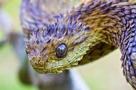 Pin On Reptiles
