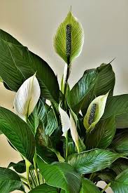 Maybe you would like to learn more about one of these? 12 Plants That Don T Need Sun And Can Grow In Shade Flower Glossary