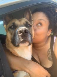 Temporary housing for 11-year-old Shepherd mix?