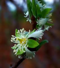 Image result for Cassipourea mollis