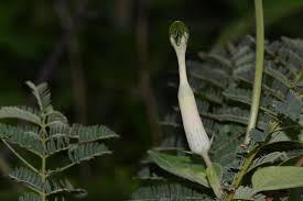 Image result for Glossostelma spathulatum