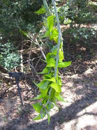 Image result for Crotalaria agatiflora