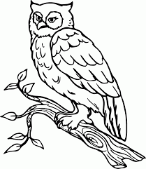 Burung merupakan binatang yang sebagian hidupnya di udara. Cara Menggambar Burung Hantu Gambaryuk