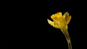 In this tutorial, you'll learn how to speed up or slow down a video in premiere rush. Similar To Timelapse Of A Yellow Rose Flower Blooming On Black Background In 4k 4096x2304 Popular Royalty Free Videos Imageric Com