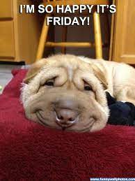 I M So Happy It S Friday Funny Wall Photos Funny Animal Memes Funny Animals Smiling Dogs