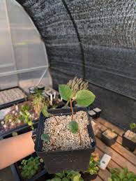 Image result for Dorstenia cuspidata
