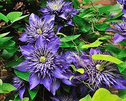 Die haupttriebe dürfen ohne scheu auf rund 30 bis 50 zentimeter zurückgeschnitten werden. Clematis Schneiden Schnittanleitung Und Zeitpunkt Fur Ruckschnitt