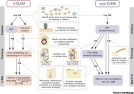 Plant cells have large vacuoles each surrounded by a membrane called. Membrane Architecture In The Spotlight Of Correlative Microscopy Trends In Cell Biology