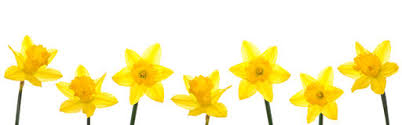 Image result for daffodil border clipart