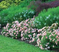 Star Roses Plants Drift Roses Rose Garden Design Knockout Roses