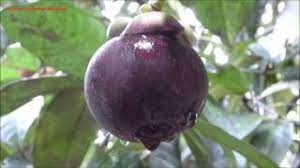 Mangosteen usually flowers in 10 to 15 years but if given proper care, asexually propagated trees bear fruit in eight to nine years. Mangosteen Fruit Tree Plucking And Eating Youtube